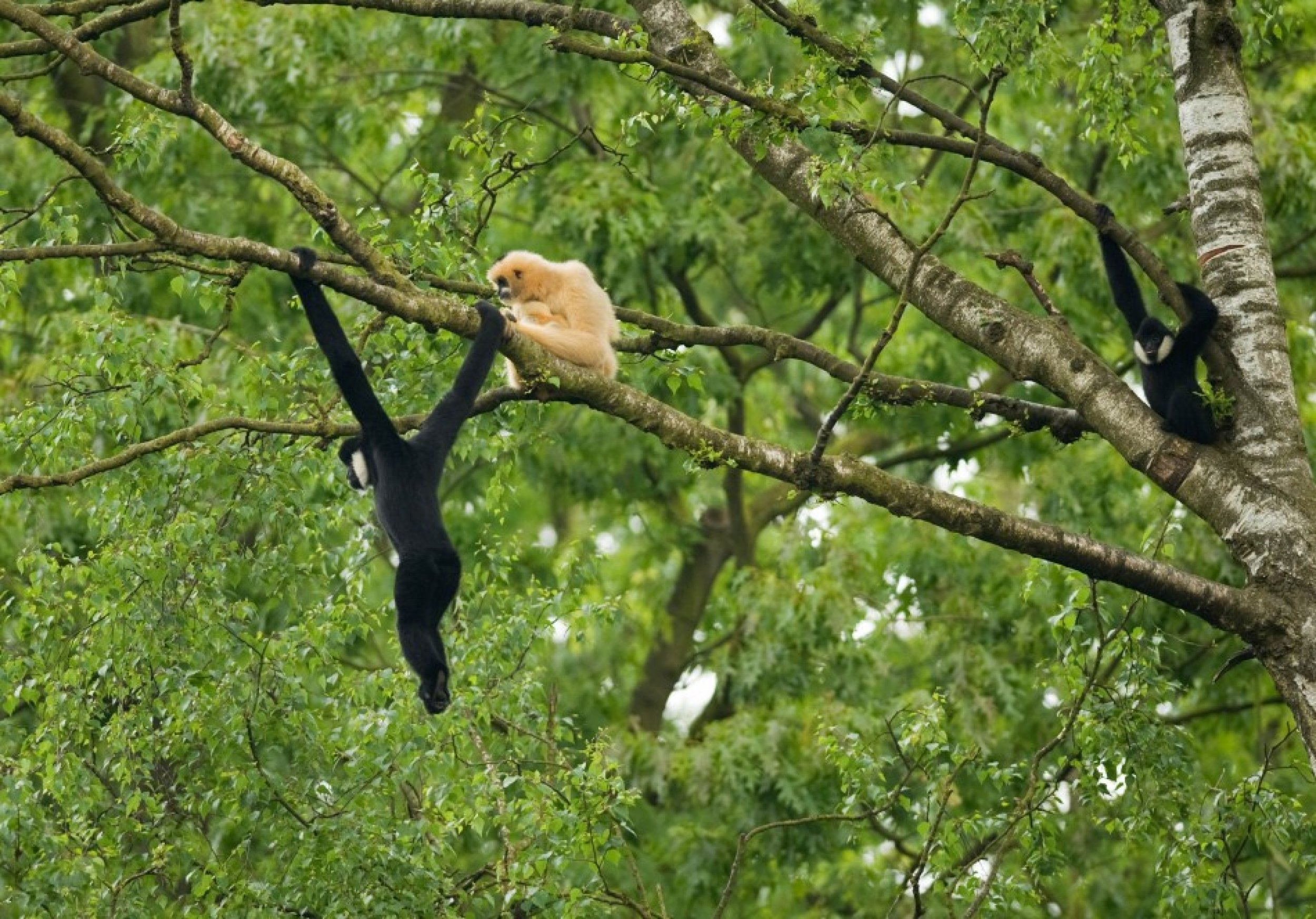 Northern white-cheeked crested gibbon Nomascus leucogenys, Vietnam. Adult female with baby and adult male.
