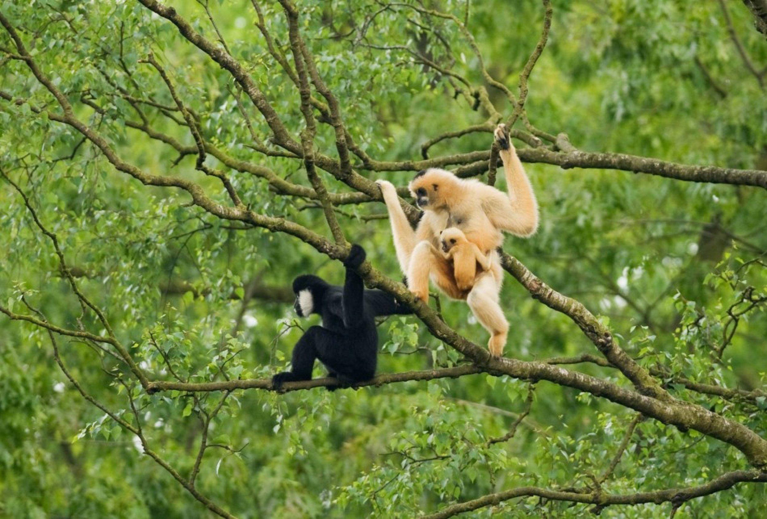 Northern white-cheeked crested gibbon Nomascus leucogenys, Vietnam. Adult female with baby and adult male.