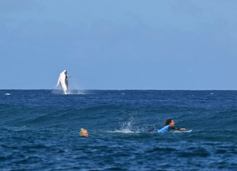 https://d.ibtimes.com/en/full/4548681/every-year-humpback-whales-travel-breeding-grounds-antarctica-balmy-waters-french-polynesia.jpg