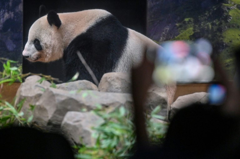 Thousands Bid Farewell To Tokyo Zoo Pandas Before Return To China