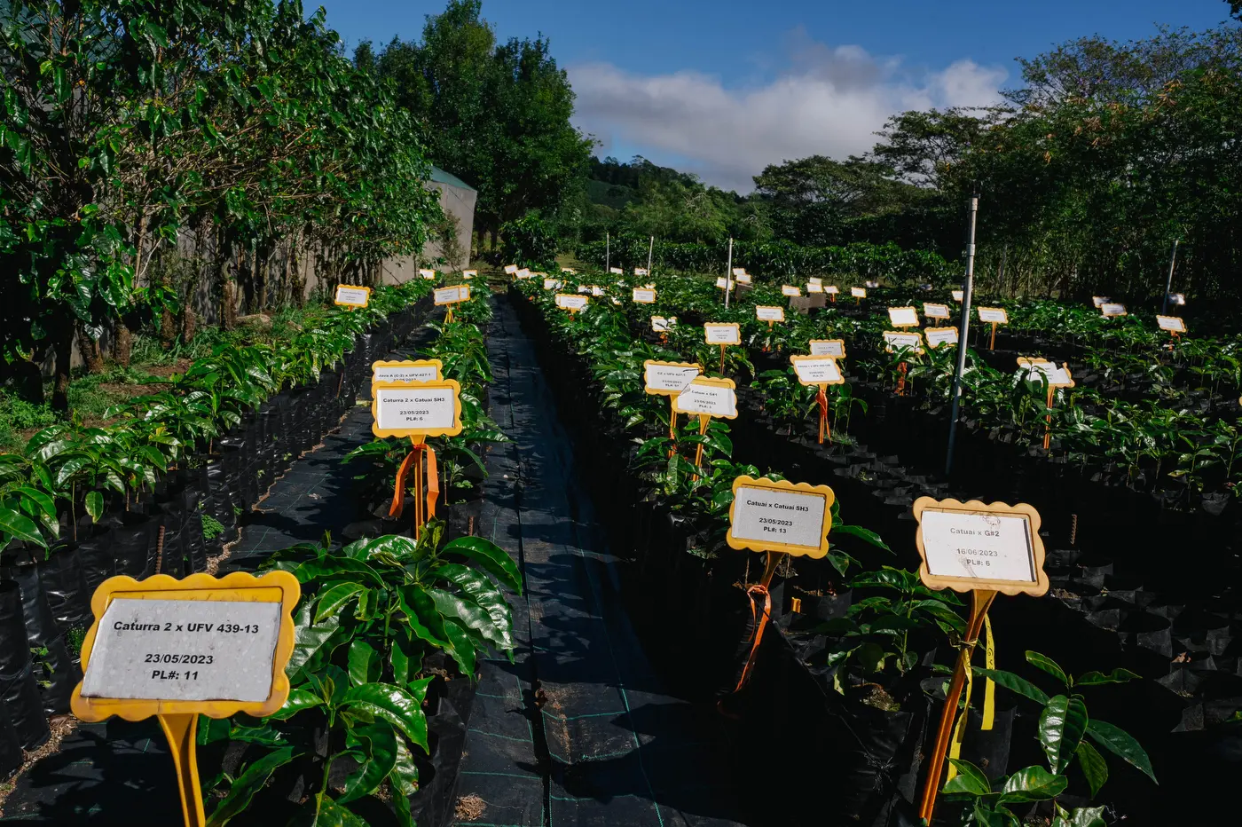 https://d.ibtimes.com/en/full/4551504/starbucks-farms.png