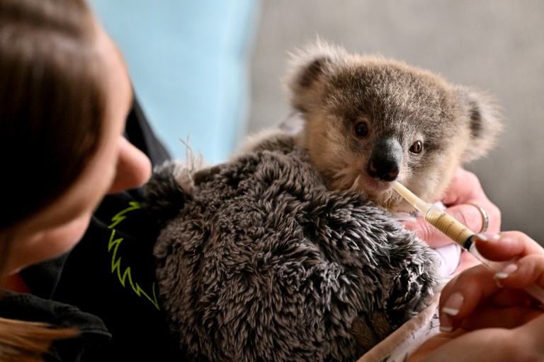 https://d.ibtimes.com/en/full/4554108/orphaned-koala-joey-ajooni-fed-wildlife-caregiver-emma-meadows-sydney.jpg