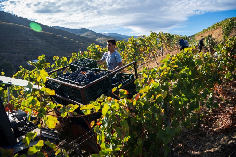 https://d.ibtimes.com/en/full/4554188/roughly-20000-winegrowers-operate-along-banks-river-douro.jpg