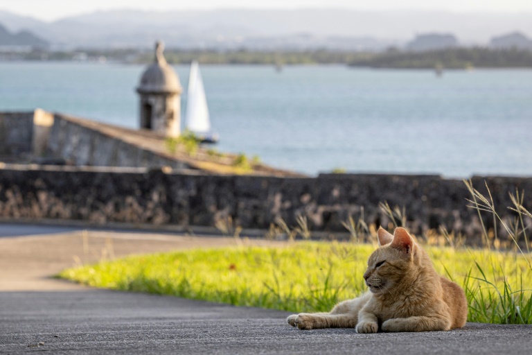 https://d.ibtimes.com/en/full/4554354/stray-cat-lounges-historic-district-old-san-juan.jpg