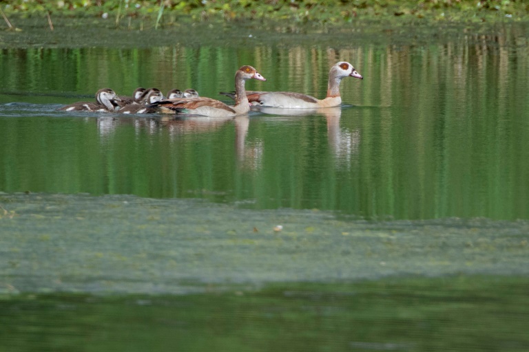 https://d.ibtimes.com/en/full/4554366/egyptian-geese-are-becoming-common-sight-moselle-eastern-france.jpg