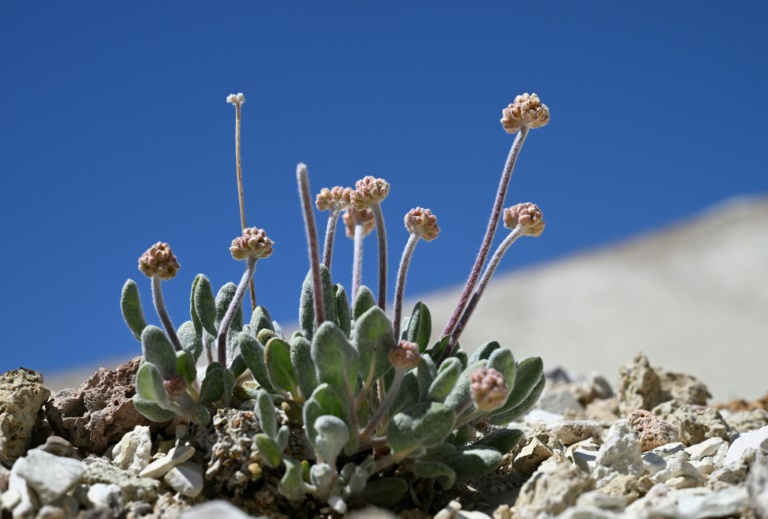 https://d.ibtimes.com/en/full/4556588/tiehms-buckwheat-plant-starts-bud-its-native-habitat-silver-peak-range-esmeralda-county.jpg