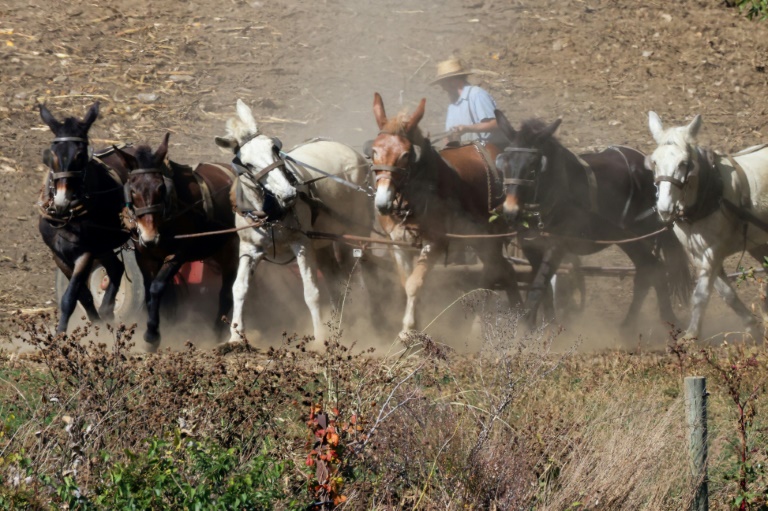 https://d.ibtimes.com/en/full/4556663/amish-farmer-works-his-field-horses-strasburg-pennsylvania-october-19-2024.jpg