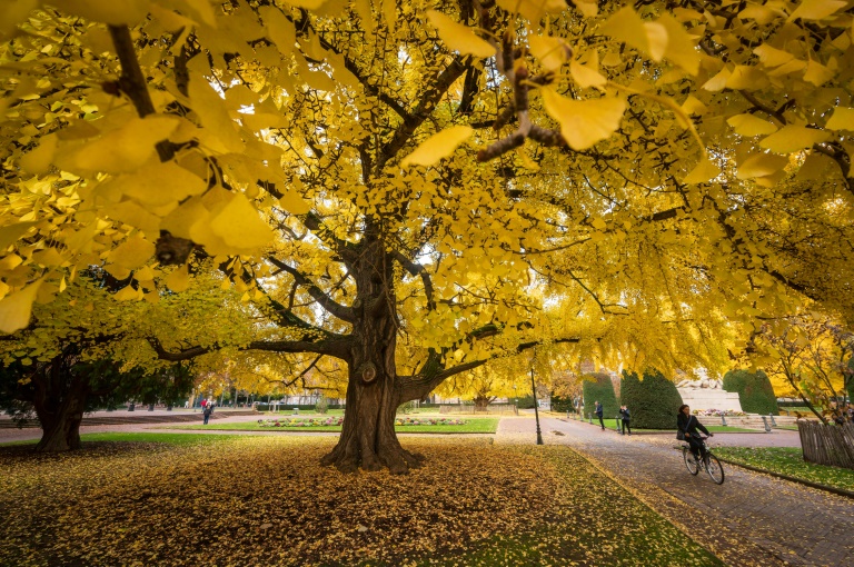 https://d.ibtimes.com/en/full/4557341/ginkgo-trees-are-among-species-risk-extinction-according-new-report.jpg