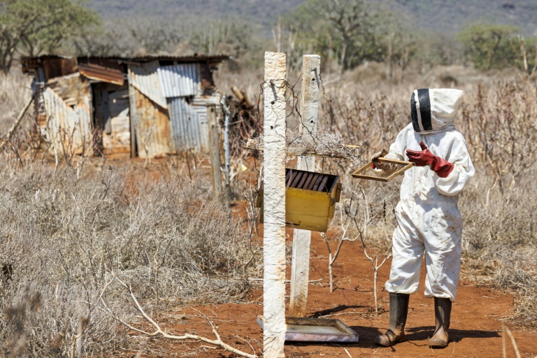 https://d.ibtimes.com/en/full/4560957/william-mwanduka-inspects-hives-housing-colonies-african-honeybees.jpg