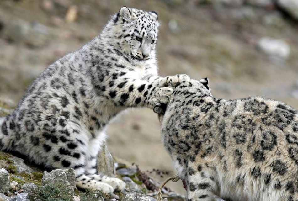 Snow leopards
