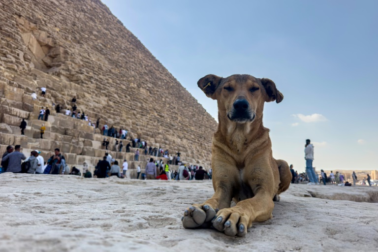 https://d.ibtimes.com/en/full/4562543/pack-about-eight-dogs-has-made-its-home-among-ancient-ruins-giza-pyramids.jpg