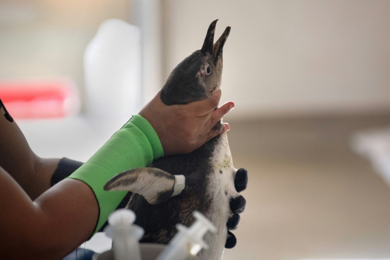 https://d.ibtimes.com/en/full/4562621/staff-treat-injured-african-penguins-conservation-group-sanccob.jpg