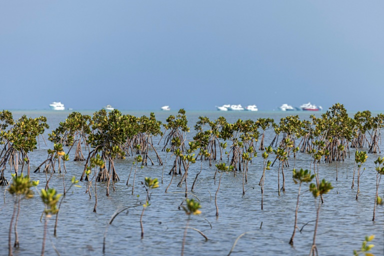 https://d.ibtimes.com/en/full/4564290/leisure-boats-are-stationed-near-mangrove-forest-south-marsa-alam-along-egypts-southern-red-sea.jpg