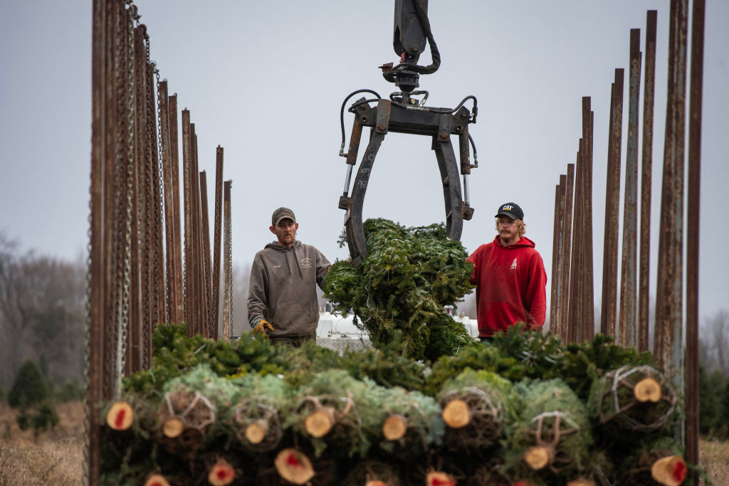 https://d.ibtimes.com/en/full/4565051/christmas-trees.jpg