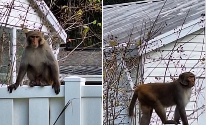 https://d.ibtimes.com/en/full/4570118/monkeys-loose-florida.jpg