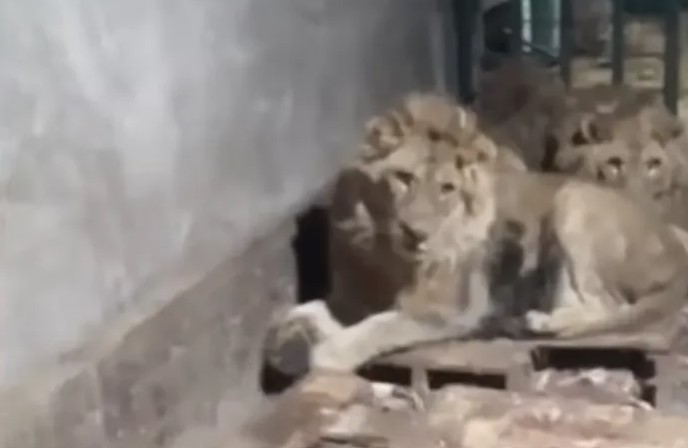 Zookeeper Eaten After Trying To Wrangle Lions For A Video To Send To His Girlfriend