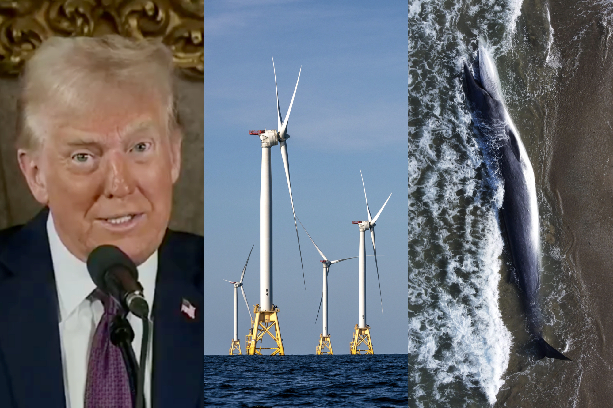 Trump Repeats Frequently Debunked Claim that Offshore Wind Farms Are Driving Whales ‘Crazy’