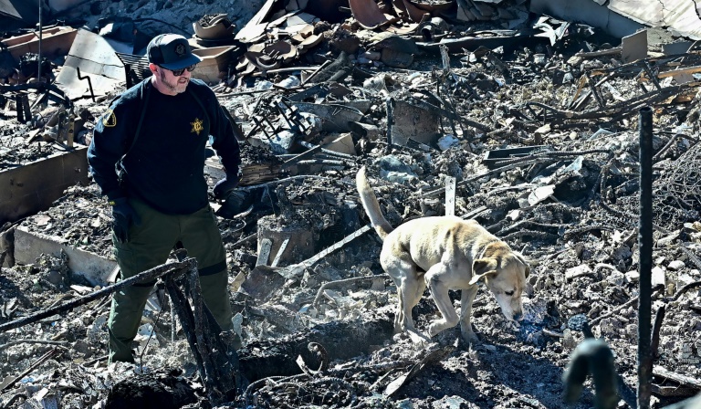 https://d.ibtimes.com/en/full/4574926/cadaver-dog-los-angeles-county-sheriff-sniffs-through-rubble-beachfront-properties-destroyed.jpg