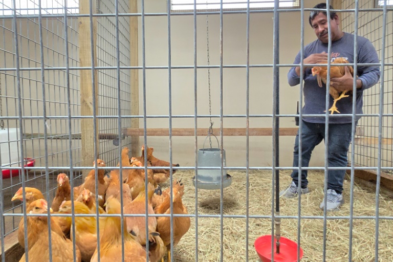 https://d.ibtimes.com/en/full/4582220/worker-holds-hen-wabash-feed-garden-houston-texas-which-doing-brisk-business-bird-flu.jpg