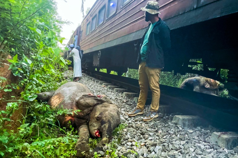 https://d.ibtimes.com/en/full/4583743/six-elephants-died-after-train-hit-them-tracks-then-derailed-habarana-eastern-sri-lanka.jpg