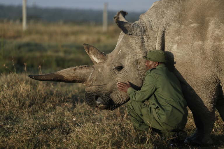 https://d.ibtimes.com/en/full/4583777/najin-one-only-two-northern-rhinos-left-earth-now-least.jpg