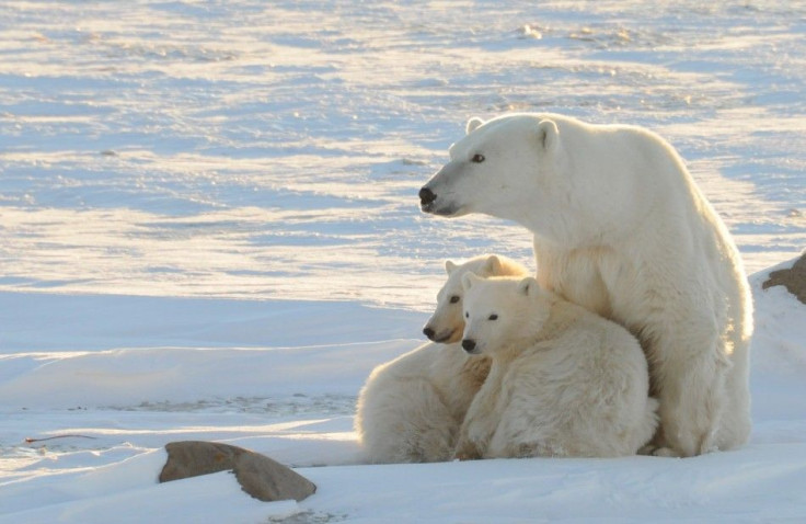 A World Wildlife Fund photograph taken along the western shore of Hudson Bay shows a female polar bear with two cubs near Churchill Canada