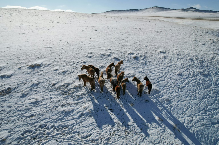 https://d.ibtimes.com/en/full/4586613/heavy-snowfall-frozen-ground-means-livestock-cannot-find-food.jpg