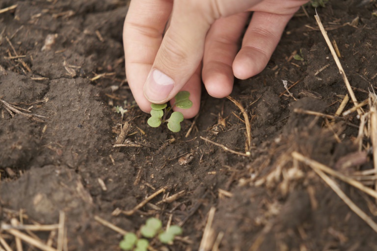 Canada Canola Farmers Squeezed By Trade Wars On Two Fronts