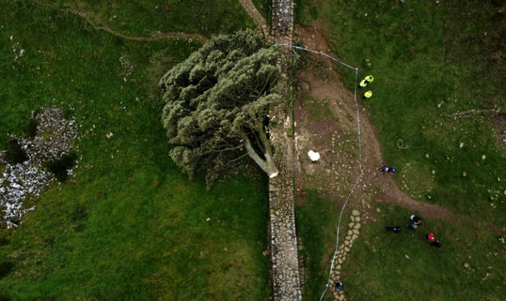 Northumbria police denounced its felling as a 'mindless act of vandalism'