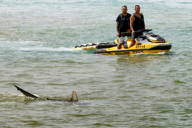 Sharks getting closer to the shoreline in Hadera, central Israel