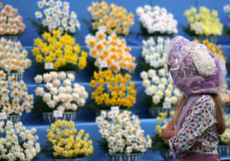 A visitor looks at a display of daffodils during the preview day at the RHS Chelsea Flower show