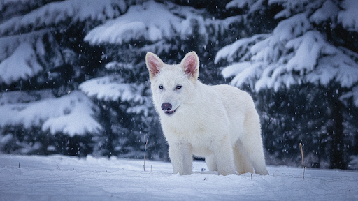 Dire Wolf