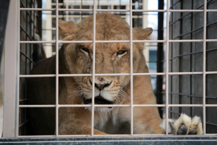 Workers sedated the most dangerous animals, including lions and tigers