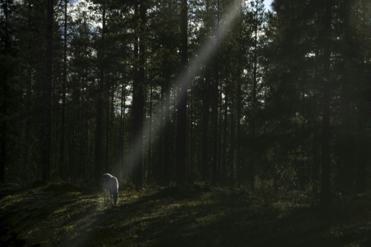 Increased military activity in the Arctic has become a headache for Finland's reindeer herders