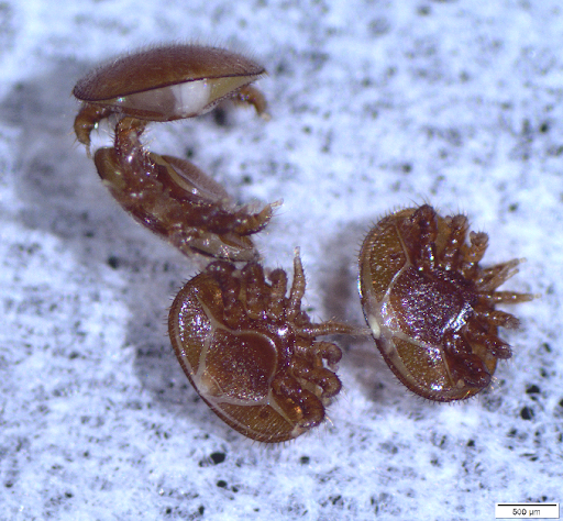 Varroa mites