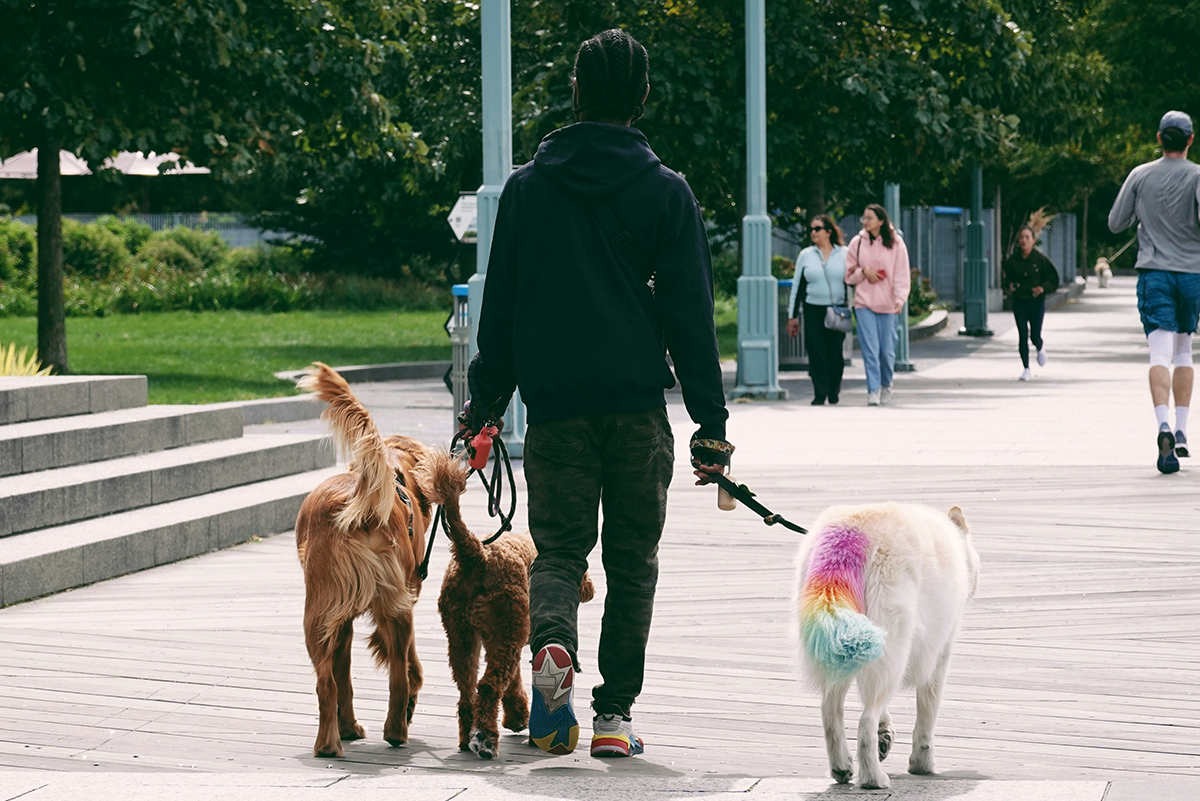 https://d.ibtimes.com/en/full/4604654/dog-walking.jpg