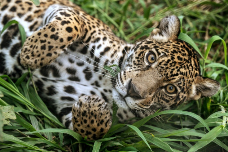 Jaguars are more commonplace in the Amazon or the Pantanal wetlands, but many are brought to Sao Paolo state by wildlife traffickers
