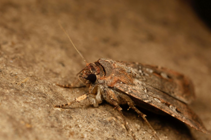 Bogong moths use Earth's magnetic field like a compass