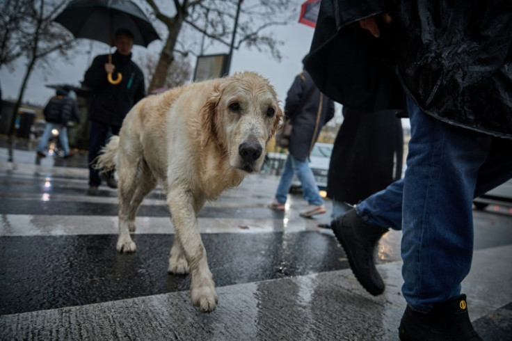 The EU wants a set of common rules for dogs and cats across the bloc