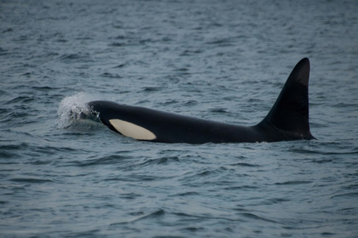 Killer whales have been spotted rubbing kelp between their bodies, potentially to clean their skin