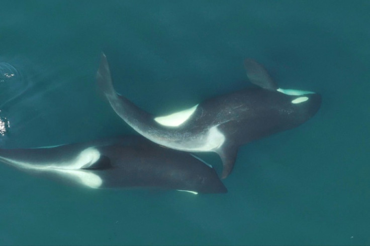 Two southern resident killer whales rubbing a piece of seaweed between their bodies, in what researchers believe is a form of grooming