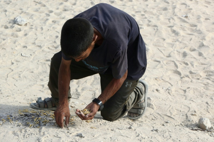 A man collects pasta shells from the sand in western Jabalia on June 22