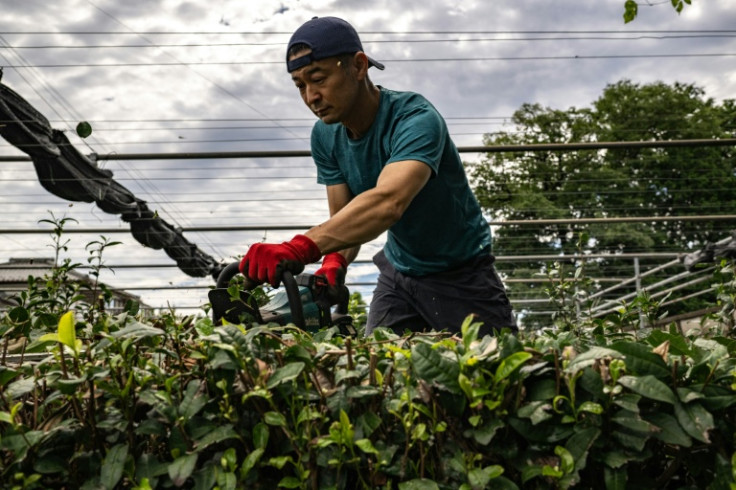 Masahiro Okutomi, working at his farm in Japan's Sayama, says it has been impossible to keep up with the growing demand for matcha