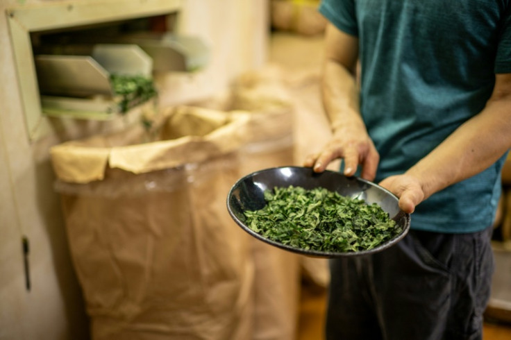 Matcha leaves, called 'tencha', are grown in the shade for several weeks before harvesting, then dried and finely ground
