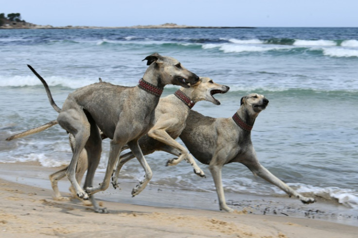 Unregulated crossbreeding and habitat shifts put the age-old North African Sloughi at risk