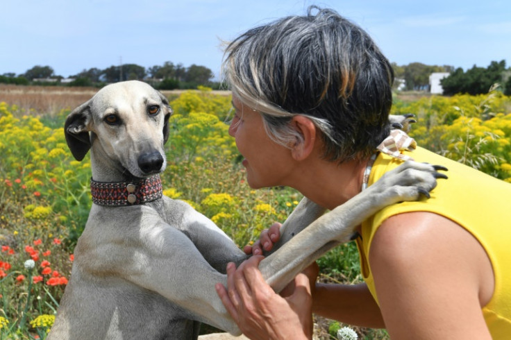 Tunisia veterenarian and dog owner Olfa Abid says the Sloughis are 'part of our heritage, our history'