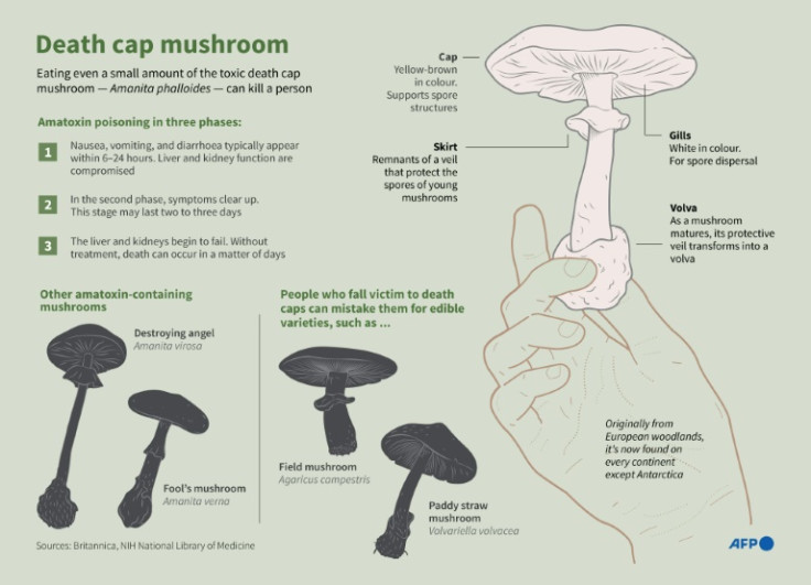 Infographic explainer on death cap mushroom (Amanita phalloides), the deadliest fungus known to humans.