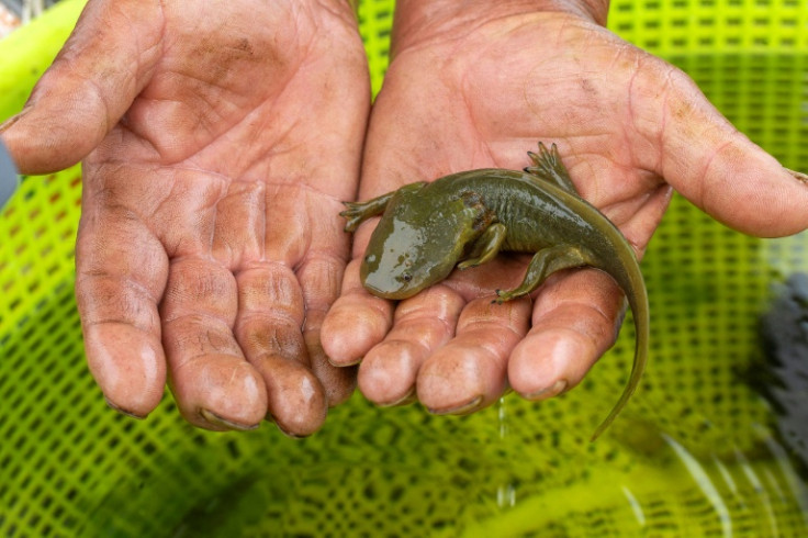 The salamanders are a subject of fascination for scientists hoping to learn lessons that could apply to humans