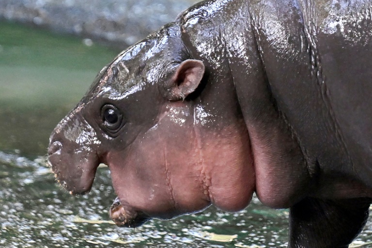 'Hippo Birthday': Thailand's Moo Deng Marks One Year Old