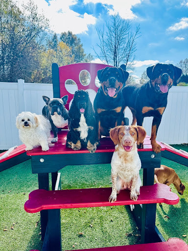 Peanut, Benny, Boaz, Zeus, Zena, and Stella (Source: furballfitnesspetcare.com)